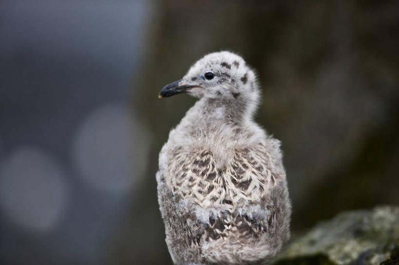 无人,横图,侧面,野生动物,鸟类,小鸟,自然,动物,摄影,南极洲,喙,贼鸥,彩图