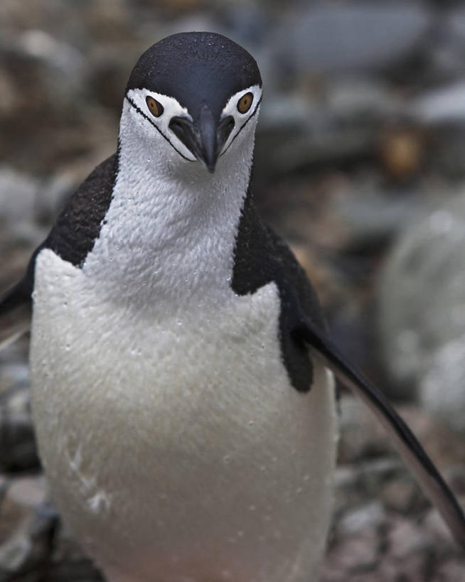 无人,竖图,室外,正面,企鹅,野生动物,鸟类,自然,动物,可爱,摄影,活泼,帽带企鹅,南极洲,胡须企鹅,颊带企鹅,彩图