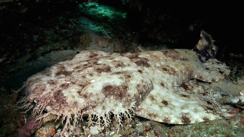 无人,横图,水下,鲨鱼,野生动物,印度尼西亚,鱼类,动物,摄影,隐藏,伪装,丑陋,西巴布亚省,须鲨,彩图