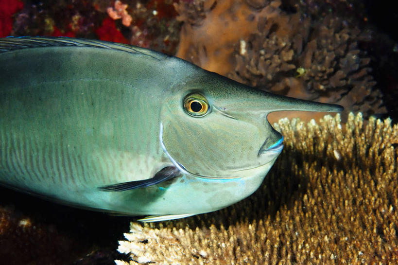 无人,横图,特写,侧面,水下,野生动物,印度尼西亚,珊瑚,鱼类,动物,摄影,西巴布亚省,长吻鼻鱼,彩图