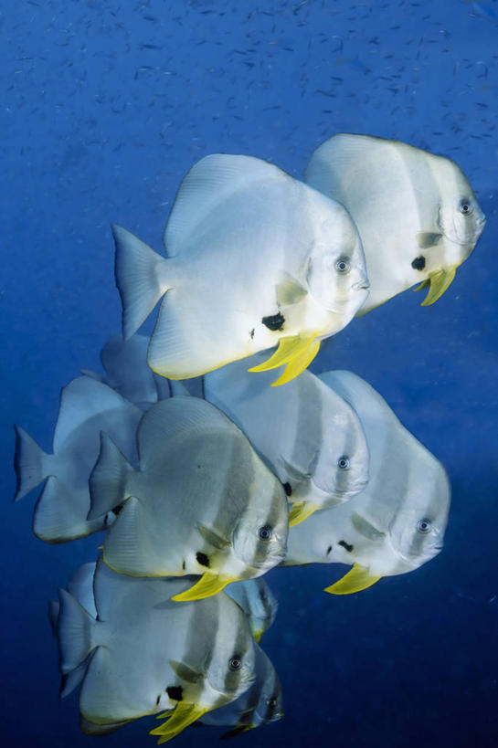 无人,竖图,侧面,水下,野生动物,印度尼西亚,鱼群,鱼类,动物,摄影,保护,蝙蝠鱼,西巴布亚省,彩图