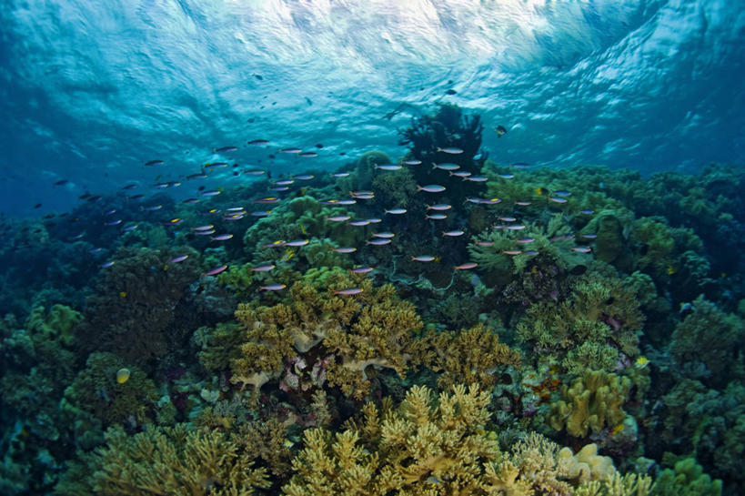 无人,横图,野生动物,印度尼西亚,一群,许多,珊瑚,很多,动物,摄影,纯净,南苏拉威西省,暗礁,彩图,生态多样性,广角