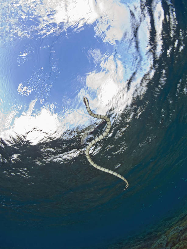 游泳,无人,竖图,仰视,野生动物,印度尼西亚,条纹,珊瑚,动物,海蛇,摄影,有毒物质,南苏拉威西省,暗礁,彩图,低角度拍摄