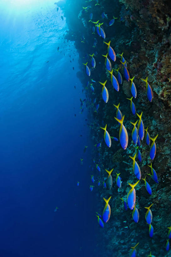 无人,竖图,留白,野生动物,印度尼西亚,一群,许多,珊瑚,很多,鱼类,动物,摄影,南苏拉威西省,暗礁,彩图,生态多样性