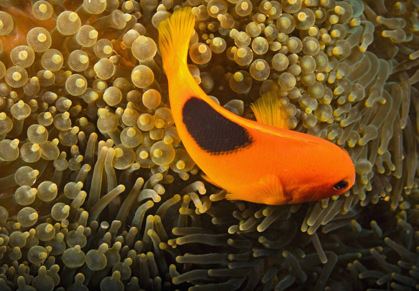 无人,横图,海葵,野生动物,泰国,普吉岛,动物,橙色,摄影,海葵鱼,彩图