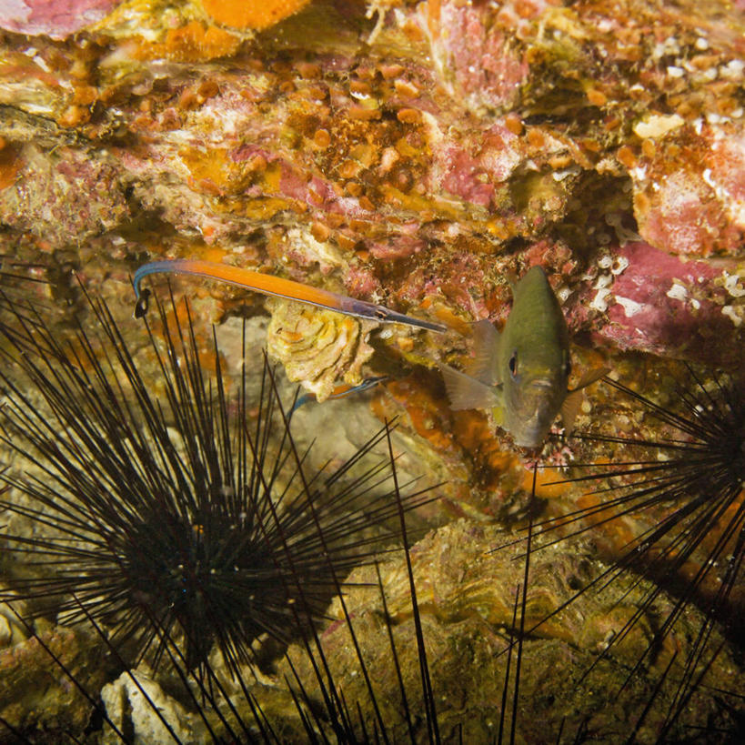 无人,方图,合作,野生动物,泰国,鱼,珊瑚,鱼类,普吉岛,海洋生物,动物,两只,摄影,雀鲷,水生动物,水生物,海底动物,观赏鱼,剃刀鱼,黄雀鲷,暗礁,彩图