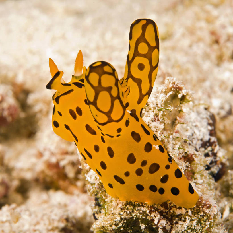 无人,方图,特写,野生动物,泰国,海蛞蝓,贝类,普吉岛,海洋生物,动物,橙色,摄影,软体动物,海兔,水生动物,水生物,海底动物,安达曼海,海兔螺,彩图