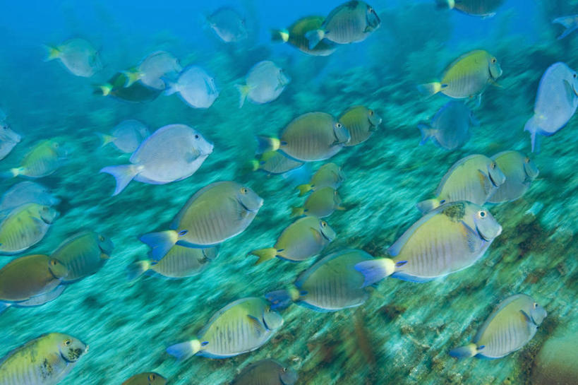 游泳,无人,横图,运动模糊,野生动物,洪都拉斯,一群,许多,鱼,鱼群,很多,鱼类,海洋生物,动物,摄影,迅速,水生动物,水生物,海底动物,刺尾鱼,彩图,鼻鱼