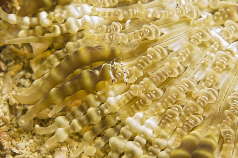 无人,横图,特写,岛屿,海葵,野生动物,菲律宾,亚洲,岛,虾,海洋生物,无脊椎动物,动物,两只,摄影,东南亚,腔肠动物,肌理,菲律宾共和国,清洁虾,菲律宾群岛,民都洛岛,列岛,群岛,诸岛,彩图,共生关系