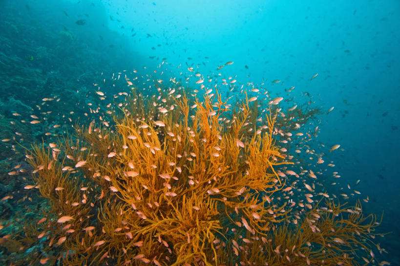 无人,横图,野生动物,菲律宾,一群,许多,鱼群,珊瑚,很多,鱼类,动物,摄影,软珊瑚,暗礁,彩图