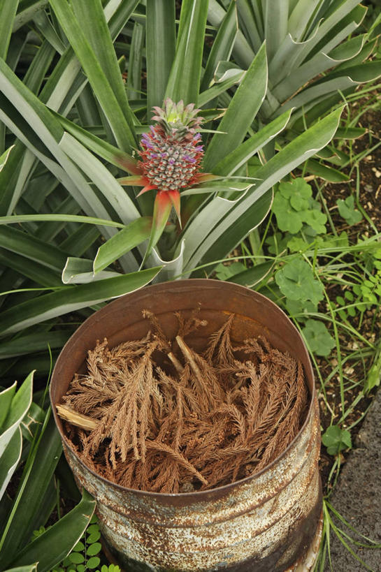 无人,竖图,室外,农业,菠萝,葡萄牙,桶,枝,温室,烟,摄影,种植园,亚速群岛,大西洋群岛,彩图,蓬塔德尔加达,柴火