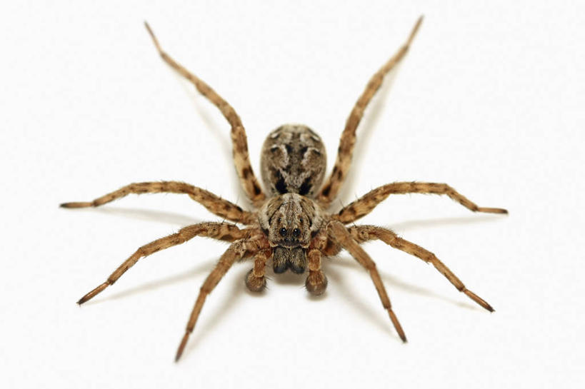 无人,横图,特写,白色背景,正面,野生动物,科学,捕食,蜘蛛,无脊椎动物,动物,摄影,影棚,生物学,摄影棚,节肢动物,狼蛛,彩图,影棚拍摄,拍摄,动物学