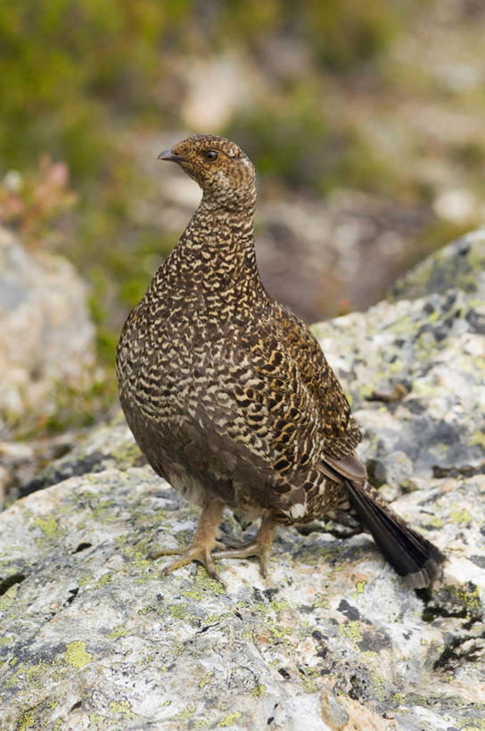 无人,竖图,室外,侧面,山,山脉,树林,野生动物,华盛顿,美国,山峰,山峦,树,树干,自然,动物,群山,摄影,保护,生物学,北美,北美洲,美洲,华盛顿州,卡斯基德山脉,常绿之州,常青州,北亚美利加洲,亚美利加洲,勇气,喀斯喀特山脉,北喀斯喀特山国家公园,北卡斯卡德山国家公园,北喀斯开国家公园,北瀑布国家公园,彩图,美利坚合众国