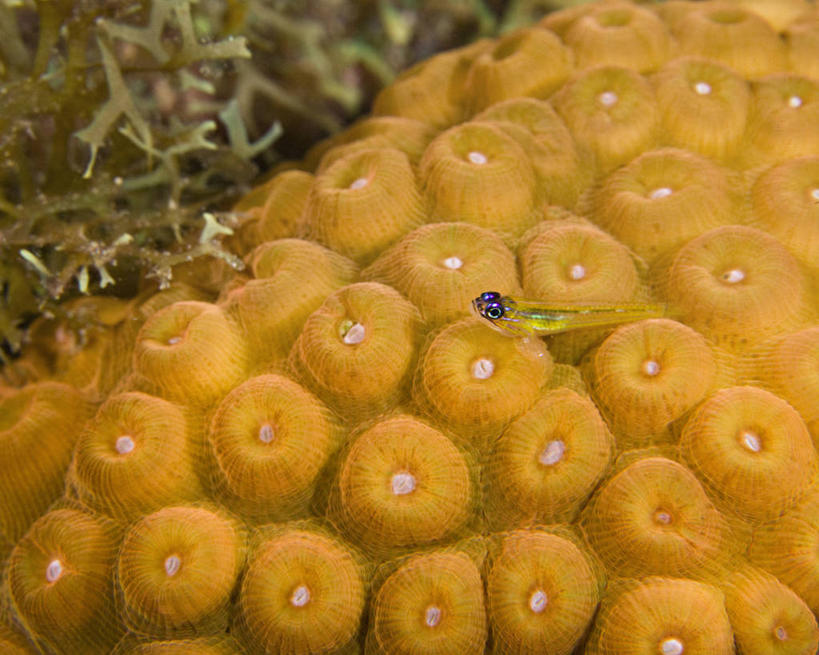 无人,横图,特写,水下,海洋,野生动物,加勒比海,科学,珊瑚,鱼类,自然,动物,摄影,生物学,虾虎鱼,暗礁,彩图,动物学,生态多样性