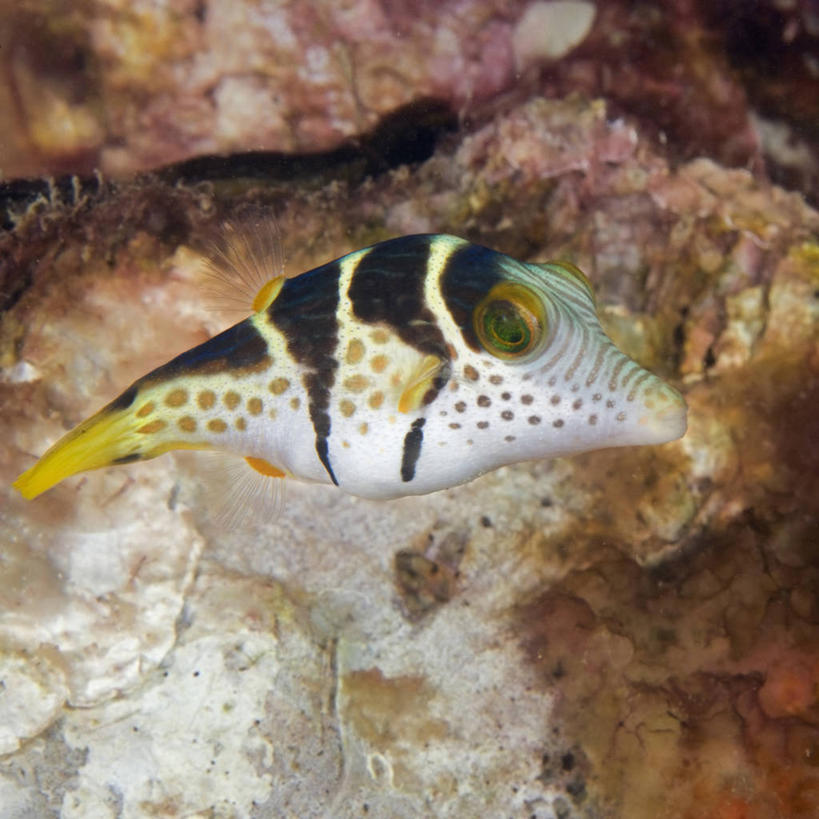 无人,方图,侧面,水下,海洋,野生动物,巴布亚新几内亚,科学,珊瑚,鱼类,自然,动物,摄影,河豚,生物学,暗礁,彩图,动物学