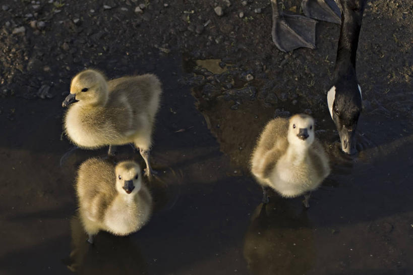 无人,横图,俯视,纯洁,水,玉兰花,鹅,野生动物,美国,喝,鸟类,小鸟,动物,可爱,童年,童趣,摄影,迁徙,生物学,童真,烂漫,无邪,华盛顿州,西雅图,加拿大黑雁,辛夷,木兰花,水坑,开端,天真,玉兰,应春花,木兰,白玉兰,玉树,彩图,高角度拍摄,望春,玉堂春