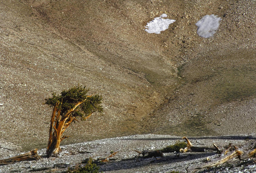 无人,横图,室外,留白,背景,智慧,日出,美景,雪,松树,美国,粗糙,缠绕,景观,树皮,枝,树,树干,自然,景色,摄影,毛糙,北美,北美洲,岩层,加利福尼亚,自然风光,美洲,改变,生存,纯净,加州,加利福尼亚州,金州,黄金州,北亚美利加洲,亚美利加洲,松木,扭动,狐尾松,莫诺县,岩石,彩图,美利坚合众国,粗拙,韧性,态度