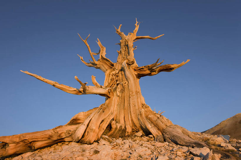 无人,横图,室外,智慧,日出,美景,松树,美国,粗糙,缠绕,景观,树皮,枝,树,树干,自然,景色,摄影,奋斗,毛糙,北美,北美洲,岩层,加利福尼亚,自然风光,美洲,改变,生存,纯净,加州,加利福尼亚州,金州,黄金州,北亚美利加洲,亚美利加洲,松木,扭动,狐尾松,莫诺县,岩石,彩图,美利坚合众国,粗拙,韧性,态度