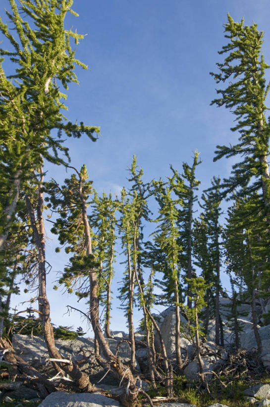 无人,竖图,室外,松树,美国,树,自然,摄影,北美,北美洲,美洲,华盛顿州,卡斯基德山脉,北亚美利加洲,亚美利加洲,松木,针叶树,彩图,美利坚合众国