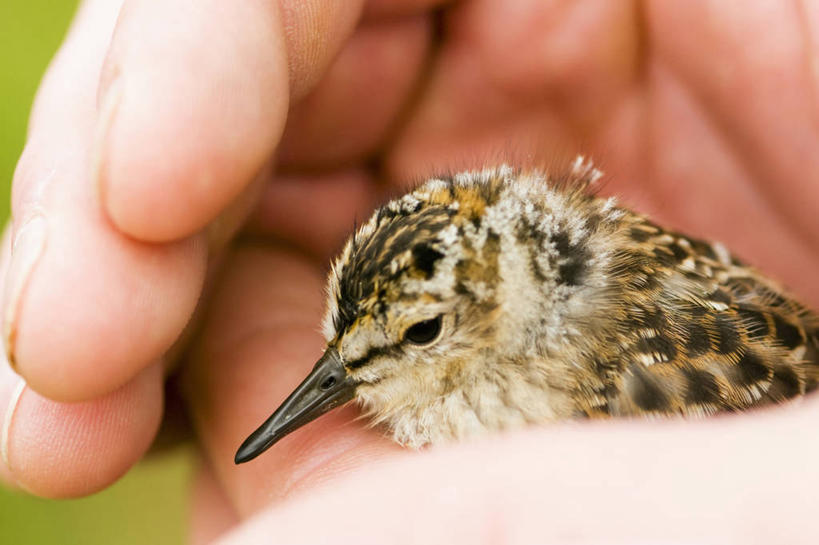 西方人,一个人,横图,特写,侧面,野生动物,羽毛,欧洲,美国,欧洲人,鸟类,小鸟,自然,动物,摄影,迁徙,鸻,白种人,彩图