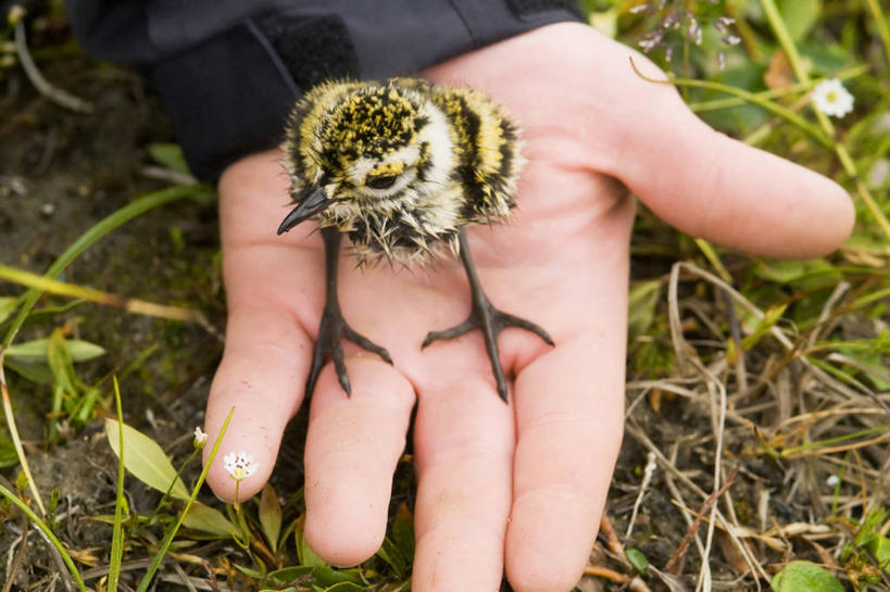 西方人,一个人,站,横图,特写,野生动物,羽毛,欧洲,美国,欧洲人,鸟类,小鸟,自然,动物,摄影,迁徙,鸻,白种人,彩图,冻原