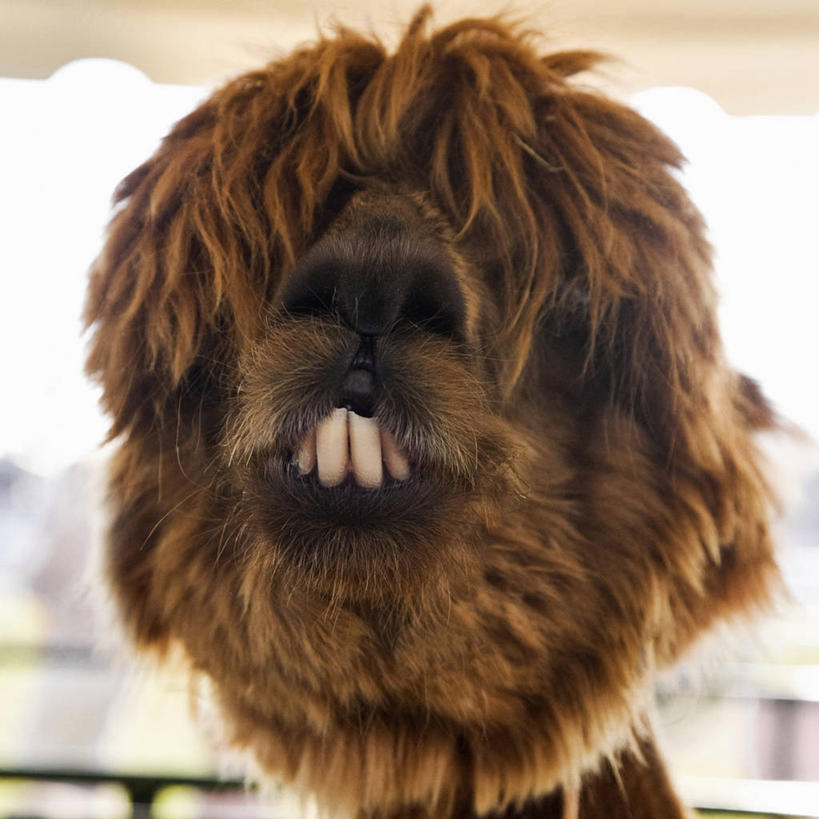 无人,方图,美国,动物,家畜,摄影,北美,北美洲,羊驼,美洲,新罕布什尔州,北亚美利加洲,亚美利加洲,新罕布什尔,新罕布夏州,花岗岩州,花冈岩之州,滑雪之州,新英格兰,兰开斯特,纽英仑,彩图,美利坚合众国