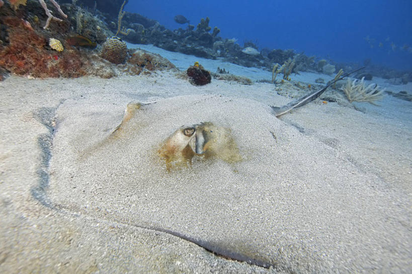 无人,横图,水下,海洋,野生动物,加勒比海,科学,鱼,沙子,鱼类,海洋生物,自然,动物,摄影,生物学,隐藏,水生动物,水生物,伪装,海底动物,魟鱼,魔鬼鱼,蝠鲼,彩图,动物学