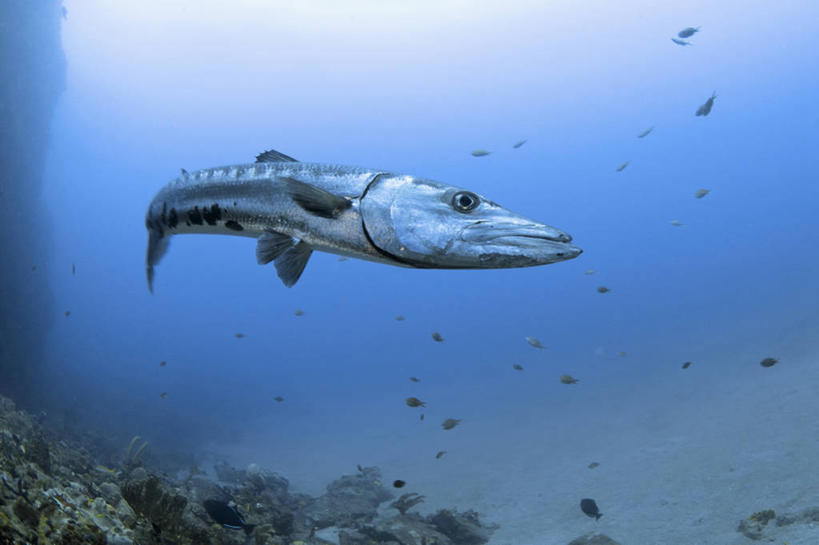 无人,横图,侧面,水下,海洋,野生动物,加勒比海,科学,捕食,鱼类,自然,动物,摄影,生物学,梭鱼类,彩图,动物学,大梭鱼