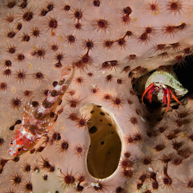 蟹,无人,方图,特写,水下,海洋,野生动物,加勒比海,三只,科学,螃蟹,海绵,珊瑚,寄居蟹,鱼类,自然,动物,摄影,生物学,白住房,干住屋,甲壳动物,暗礁,彩图,动物学,生态多样性