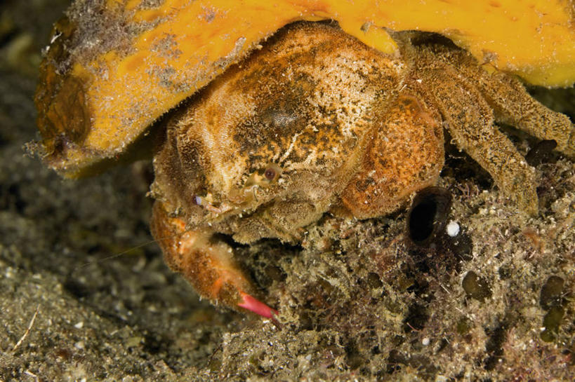 无人,横图,特写,水下,海洋,野生动物,加勒比海,科学,螃蟹,海绵,珊瑚,自然,动物,摄影,生物学,伪装,暗礁,彩图,动物学