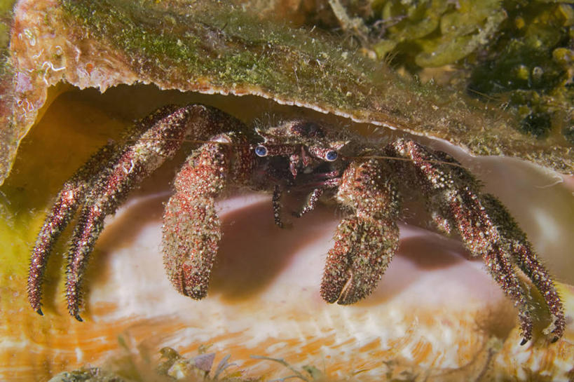 蟹,无人,横图,正面,水下,海洋,野生动物,贝壳,加勒比海,科学,螃蟹,寄居蟹,自然,动物,摄影,生物学,白住房,干住屋,甲壳动物,彩图,动物学