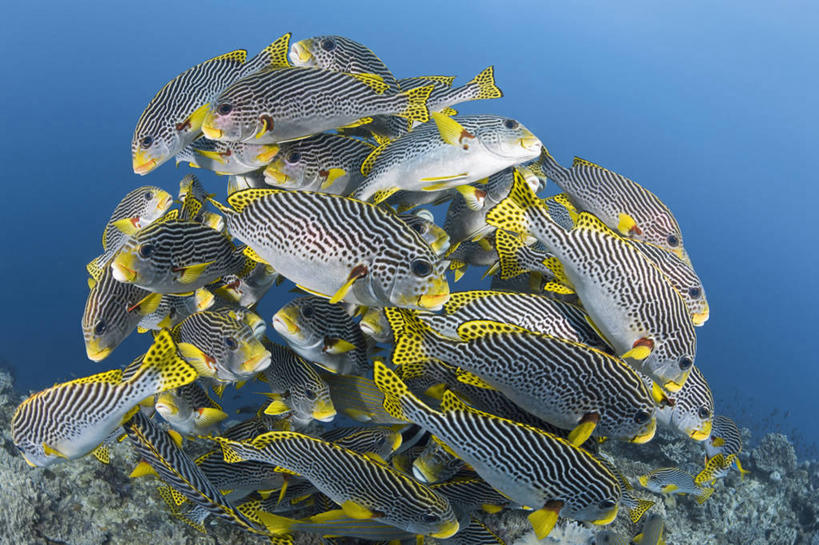 无人,横图,水下,海洋,野生动物,巴布亚新几内亚,一群,许多,科学,鱼,很多,教育,鱼类,自然,动物,教,摄影,鲈鱼,生物学,花鲈,鲈板,鲈子鱼,彩图,动物学