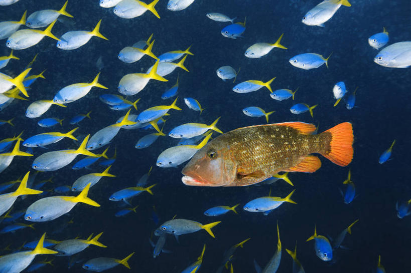 无人,横图,侧面,水下,海洋,野生动物,巴布亚新几内亚,一群,许多,科学,很多,教育,鱼类,自然,动物,教,个性,摄影,生物学,彩图,动物学,生态多样性