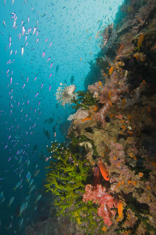 无人,竖图,旅游,度假,水下,海洋,野生动物,巴布亚新几内亚,一群,许多,科学,鱼群,海绵,珊瑚,很多,娱乐,鱼类,自然,动物,享受,休闲,放松,摄影,生态,生物学,软珊瑚,蓑鲉,暗礁,彩图,旅行,动物学,生态多样性