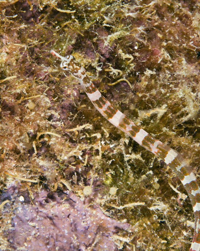 无人,竖图,水下,海洋,野生动物,巴布亚新几内亚,科学,自然,动物,摄影,生物学,剃刀鱼,彩图,动物学