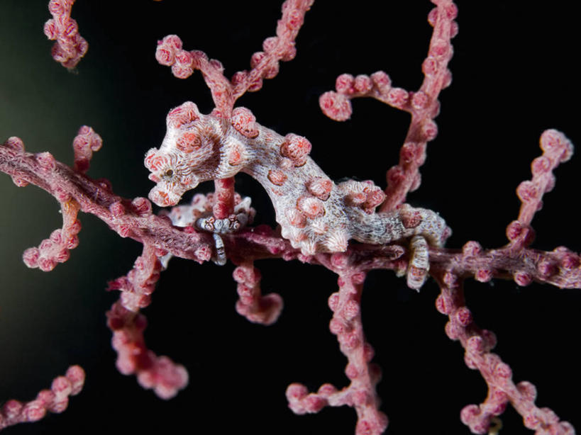 无人,横图,水下,海洋,野生动物,巴布亚新几内亚,小的,科学,珊瑚,自然,动物,两只,摄影,海马,生物学,软珊瑚,豆丁海马,彩图,动物学