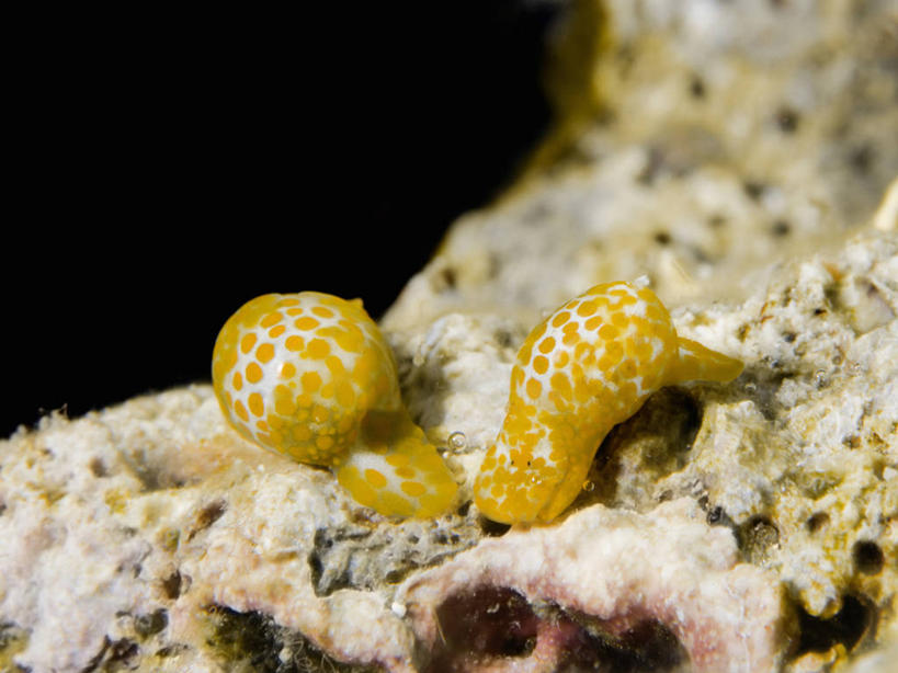 无人,横图,特写,水下,海洋,野生动物,巴布亚新几内亚,科学,珊瑚,自然,动物,两只,摄影,软体动物,太平洋,生物学,金贝湾,紫贝,暗礁,彩图,动物学