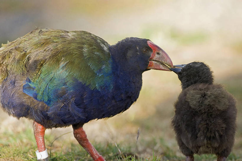 无人,横图,室外,侧面,旅游,度假,野生动物,新西兰,条纹,鸟类,小鸟,娱乐,自然,动物,两只,享受,休闲,放松,摄影,生态,濒危物种,彩图,旅行