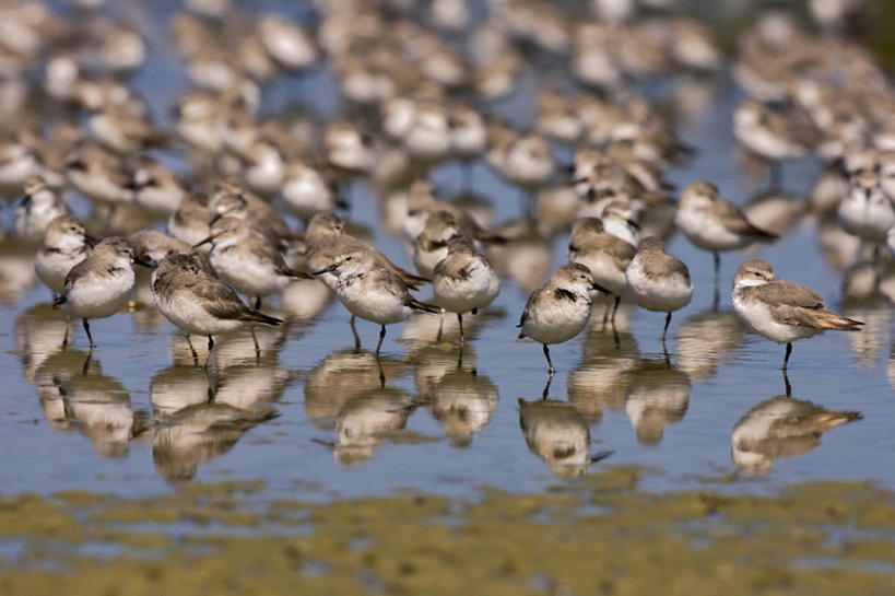 无人,横图,室外,旅游,度假,野生动物,新西兰,许多,鸟类,很多,娱乐,自然,动物,享受,休闲,放松,摄影,生态,矶鹞,喂养,三角洲,彩图,旅行,河口