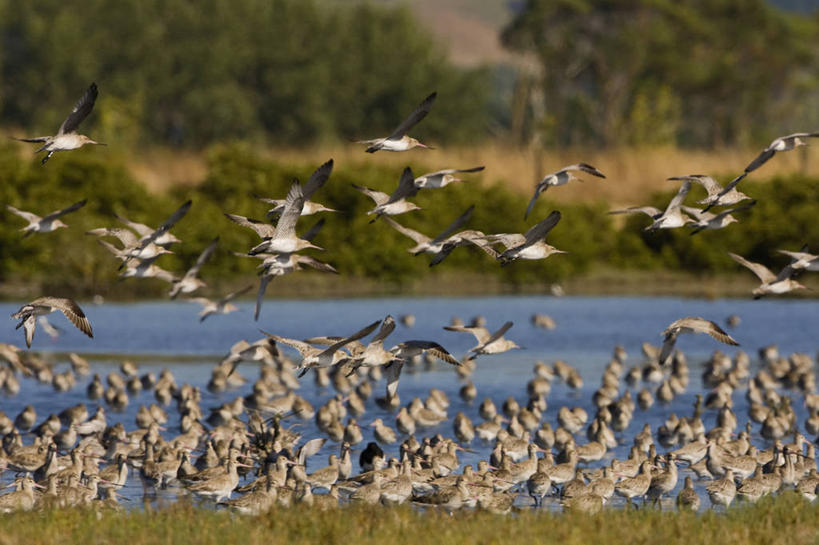 无人,横图,室外,旅游,度假,野生动物,新西兰,许多,鸟类,很多,娱乐,飞,自然,动物,享受,休闲,放松,摄影,生态,喂养,三角洲,彩图,旅行,河口