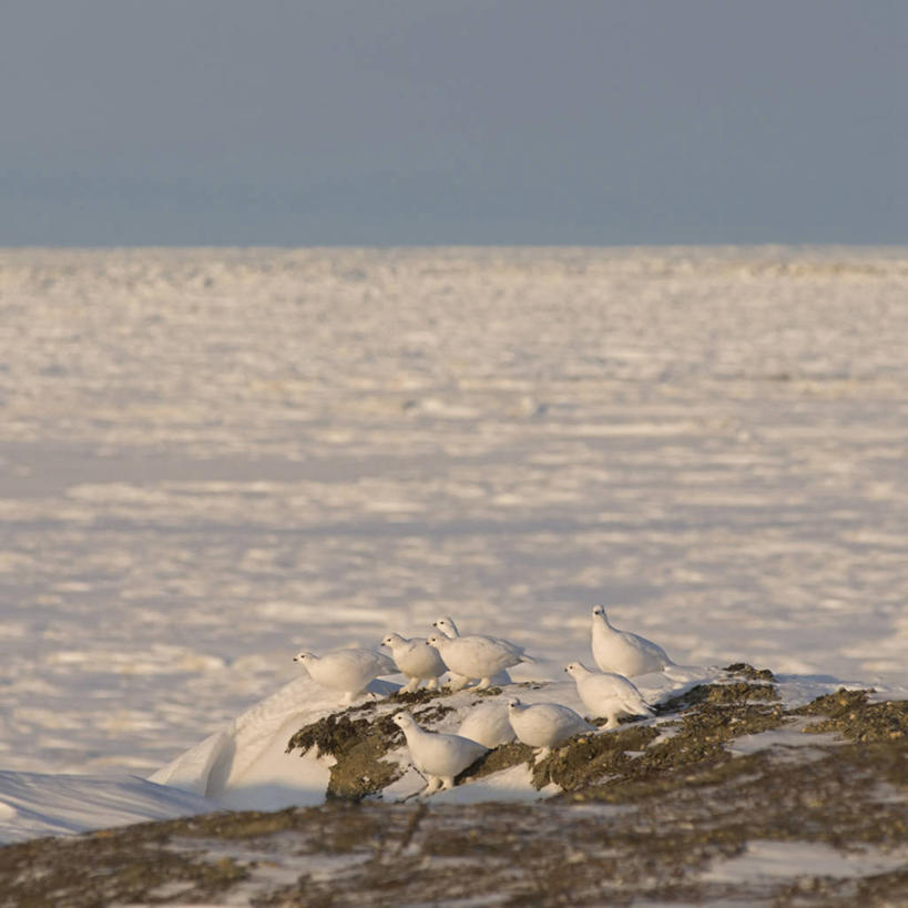 无人,方图,室外,留白,雪,野生动物,美国,许多,鸟类,很多,自然,动物,浮冰,摄影,生物学,雷鸟,彩图,波弗特海