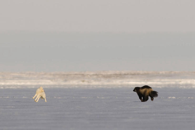 无人,跑,横图,室外,留白,雪,全球变暖,哺乳动物,狐狸,野生动物,鼬鼠,美国,追赶,捕食,自然,动物,浮冰,两只,摄影,环境,生物学,北极狐,狡猾,狡诈,黄鼬,狼獾,危险,黄鼠狼,彩图,波弗特海
