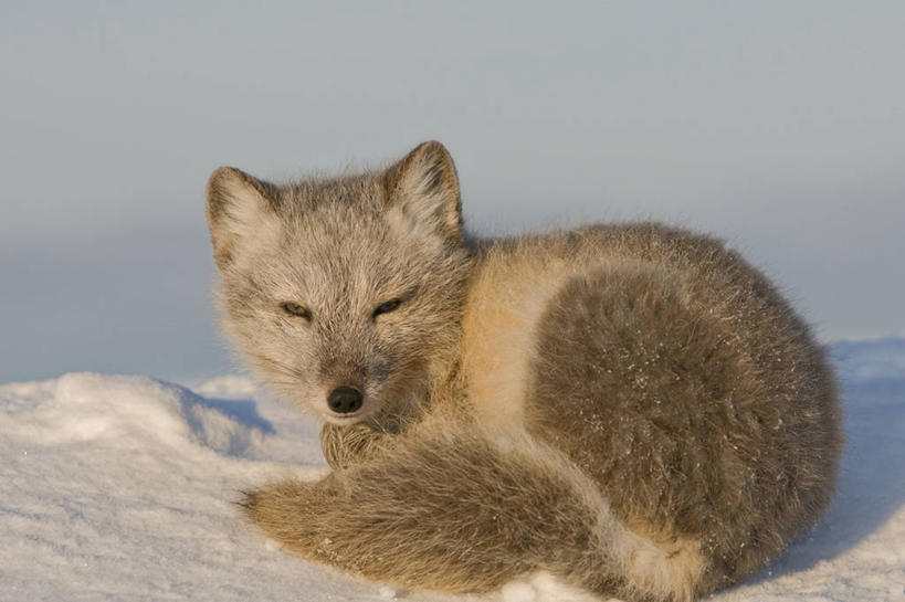 无人,横图,室外,全球变暖,哺乳动物,狐狸,野生动物,美国,捕食,自然,动物,休息,摄影,生物学,北极狐,睡觉,彩图