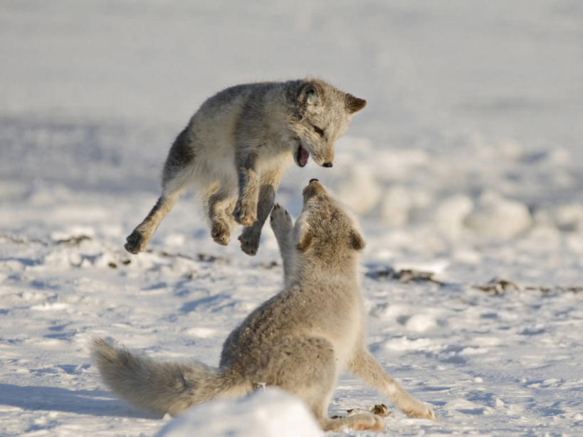 无人,跳,横图,室外,雪,全球变暖,哺乳动物,狐狸,野生动物,美国,捕食,自然,动物,浮冰,两只,摄影,生物学,北极狐,彩图