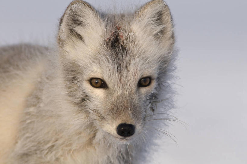 无人,横图,特写,正面,全球变暖,哺乳动物,狐狸,野生动物,美国,捕食,自然,动物,摄影,生物学,北极狐,彩图