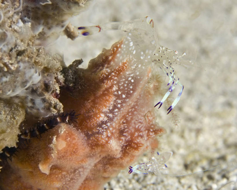 无人,横图,特写,水下,海洋,野生动物,巴布亚新几内亚,半透明,透明,科学,珊瑚,虾,自然,动物,摄影,生物学,清洁虾,暗礁,彩图,动物学