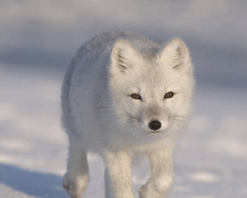 无人,横图,室外,正面,全球变暖,哺乳动物,狐狸,野生动物,美国,捕食,白色,自然,动物,摄影,生物学,北极狐,步行,彩图,波弗特海