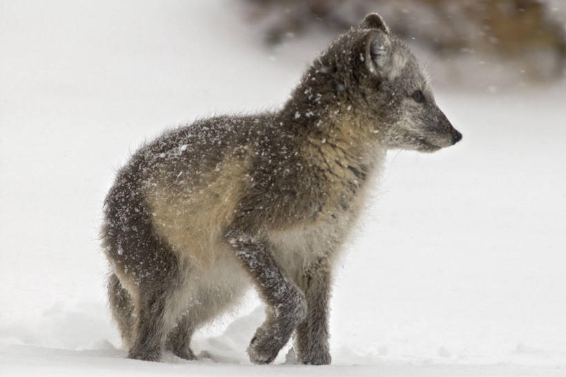 无人,横图,室外,侧面,全球变暖,狐狸,野生动物,美国,捕食,下雪,自然,动物,摄影,环境,生物学,北美,北极狐,彩图