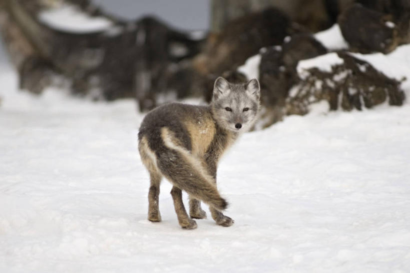 无人,横图,室外,雪,全球变暖,狐狸,野生动物,美国,捕食,自然,动物,摄影,环境,生物学,北极狐,彩图