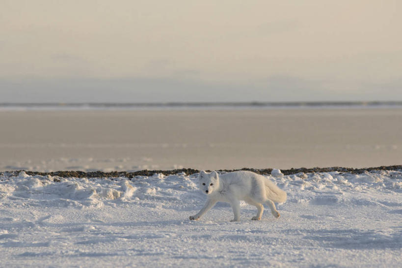 无人,横图,室外,侧面,雪,全球变暖,狐狸,野生动物,美国,捕食,白色,自然,动物,摄影,生物学,北极狐,步行,彩图,冻原